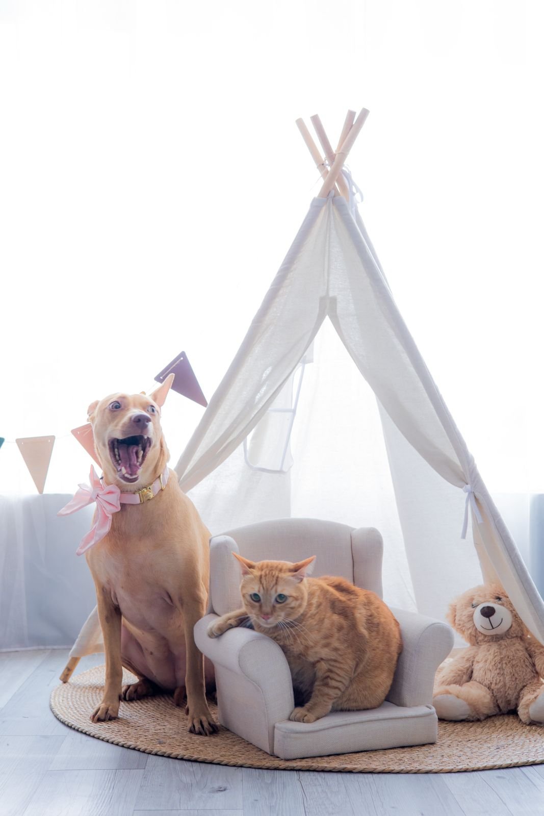 家中的狗狗与猫咪一起坐在帐篷旁 / Our dog and cat together beside a small tent